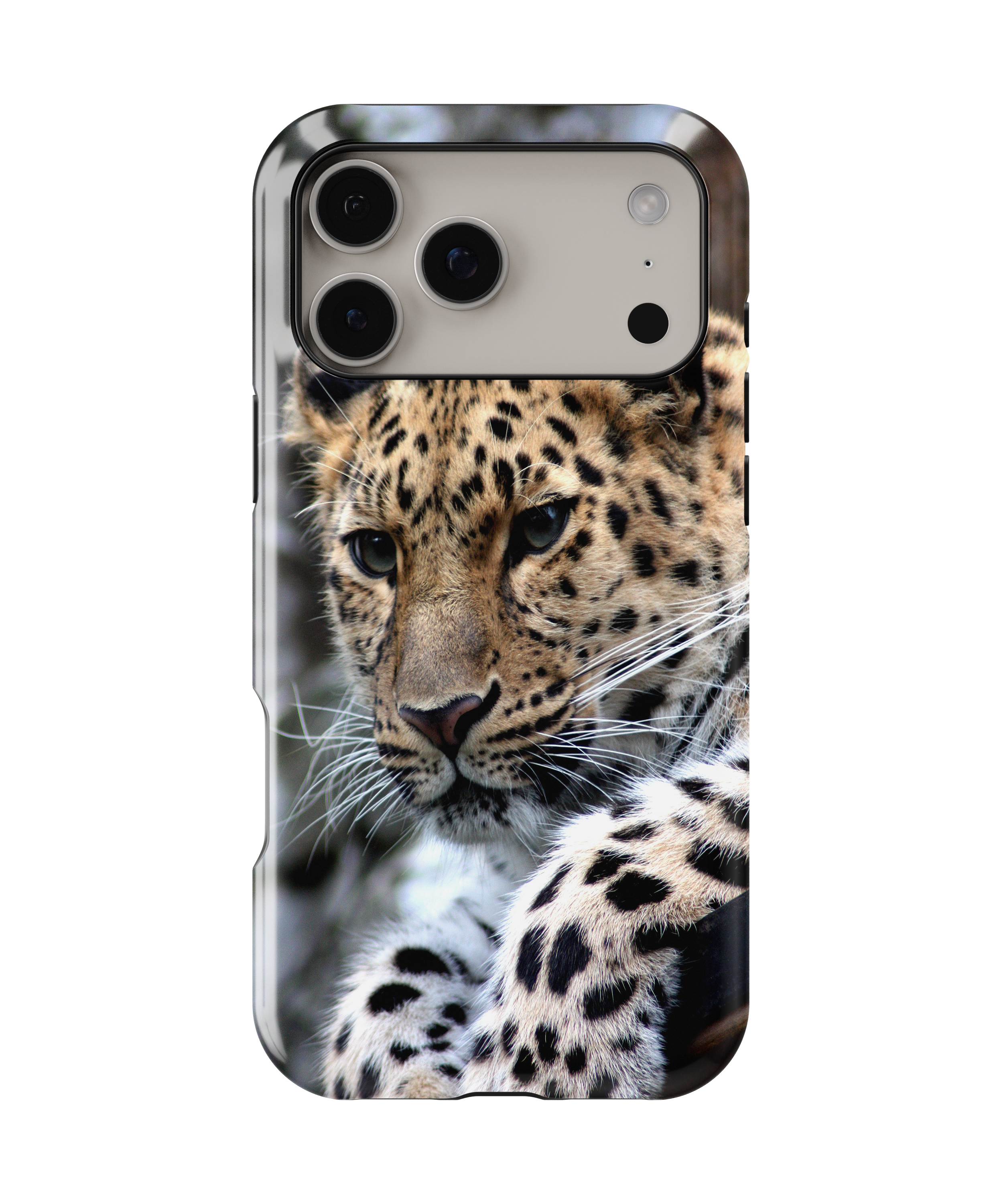 Leopard I - iPhone